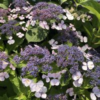フジ,山野草,花のある暮らし,花のある生活の画像
