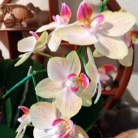 ガジュマル,胡蝶蘭,胡蝶蘭,デンドロビューム,アボカド鉢植えの画像