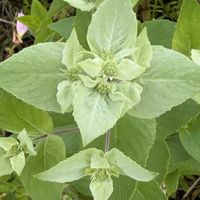 アップルミント,ヒロハマウンテンミント,ハーブ,切り花,多年草の画像