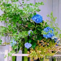 ドウダンツツジ,生け花,紫陽花 アジサイ あじさい,花のある暮らし,緑のある暮らしの画像