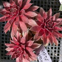 オジギソウ,多肉植物,葉挿し,多肉寄せ植え,実生苗の画像