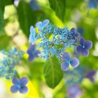 アジサイ,紫陽花,お花,神社,紫陽花 アジサイ あじさいの画像