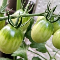 ミニトマト,小さなお庭,初めての家庭菜園の画像