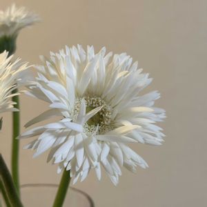 ガーベラ,お花屋さん,花のある暮らし,ガラスの花瓶,町のお花屋さんの画像