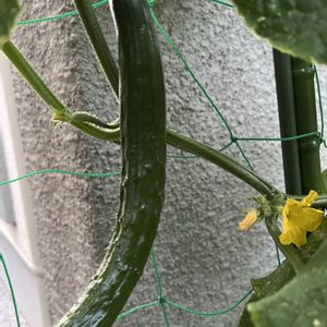 キュウリ,ジャガイモ,甘とう美人,夏野菜,プランター栽培の画像