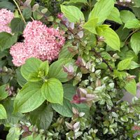 アジサイ,ピンクアナベル,トキワマンサク,ノリウツギ,アスチルベの画像