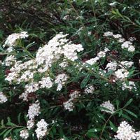 トサシモツケ,植栽の画像