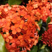芝生,可愛い,癒される,花のある暮らし,癒しのひと時の画像
