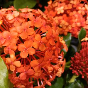 芝生,可愛い,癒される,花のある暮らし,癒しのひと時の画像
