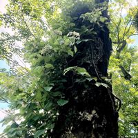 アジサイ,ツルアジサイ,山野草,花のある暮らし,カッコいいの画像
