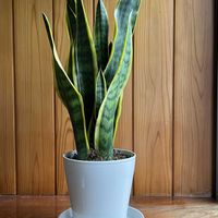 サンセベリア ローレンティ,観葉植物,玄関内側の画像