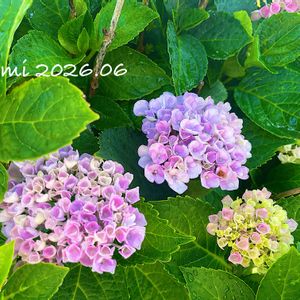 アジサイ,アジサイ（マジカルレボリューション）,アジサイ マジカルレボリューション,放置栽培,強くたくましくの画像
