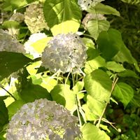 アナベル,紫陽花 アジサイ あじさい,山下公園,灯り,ひかりと影の画像