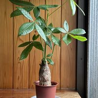 パキラ・グラブラ,観葉植物,玄関内側の画像