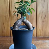 にんじんガジュマル,観葉植物,玄関内側の画像