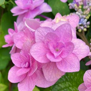 今日のお花,#ガーデニング,ピンクワールドへ ようこそ,エクステリアの画像
