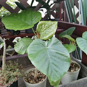 ドラセナ,ウンベラータ,観葉植物,ガーデニング,多肉棚の画像