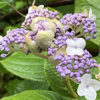 タマアジサイ,コアジサイ,玉紫陽花(ﾀﾏｱｼﾞｻｲ）,花撮りドライブ,鹿沼市郊外の画像