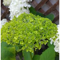 アジサイ,アナベル,紫陽花 ダンスパーティー,可愛い,綺麗の画像