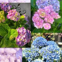サクランボ,ハオルチア,佐藤錦,バラ ヘルシューレン,紫陽花 アジサイ あじさいの画像