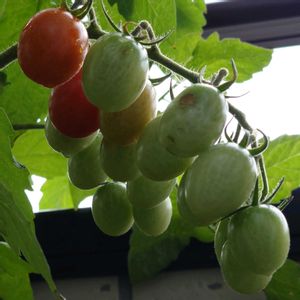 アイコ,自家製野菜,緑のある暮らし,ミニトマト♥,赤い野菜の画像