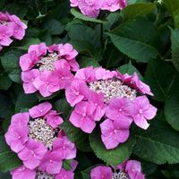 アジサイ,花言葉,紫陽花 アジサイ あじさい,今日のお花,ピンクワールドへ ようこその画像