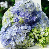 コキア,バナナ,ムクゲ,紫陽花　万華鏡,紫陽花ディープパープルの画像