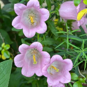庭園,沢山のお花,綺麗な花,お出かけ先の画像