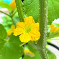 メロン,実のなる植物,花のある暮らし,緑のある暮らし,オベリスクの画像