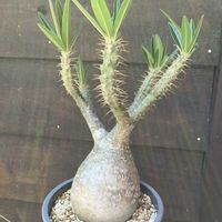 パキポディウム,パキポディウム・グラキリス,多肉植物,塊根植物,コーデックスの画像