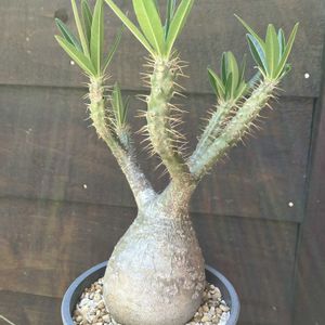 パキポディウム,パキポディウム・グラキリス,多肉植物,塊根植物,コーデックスの画像