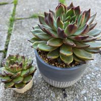 エケベリア,エケベリア,多肉植物の画像