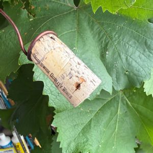 チランジア,エアプランツの画像
