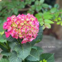 アジサイ,万華鏡,紫陽花 ダンスパーティー,紫陽花　万華鏡,紫陽花 おたふくの画像