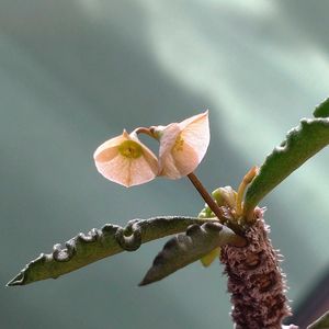 ユーフォルビア デカリー,ユーフォルビア デカリー,ユーフォルビア デカリー,咲いた！,植中毒の画像