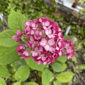 アナベル,アナベル ミニルビー,放置栽培,神奈川県,PWの画像