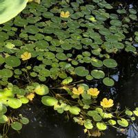 アサザ,智光山公園　都市緑化植物園の画像