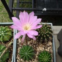 　エキノプシス属,　エキノプシス属,多肉植物,観葉植物,100均の画像