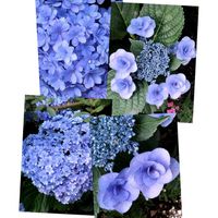 アジサイ,植えっぱなし,アジサイ　紫陽花,梅雨,毎年咲くの画像