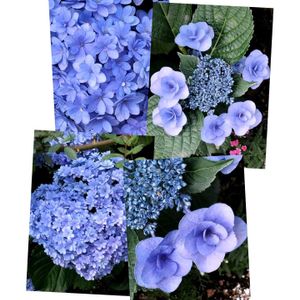 アジサイ,植えっぱなし,アジサイ　紫陽花,梅雨,毎年咲くの画像