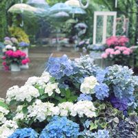 お散歩,紫陽花 アジサイ あじさい,花のある暮らし,横浜イングリッシュガーデン,みどりのある暮らしの画像