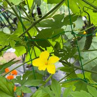 キュウリ,ゴーヤ,トマト,ピーナッツ,花のある暮らしの画像