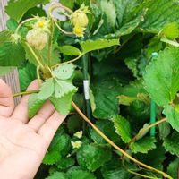 アジサイ,イチゴ,ブッドレア,紫陽花,アジサイ　舞姫の画像