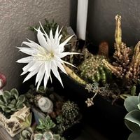 エケベリア,多肉植物,葉挿し,エケベリア属,多肉植物 エケベリアの画像