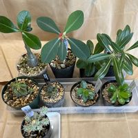 熊童子,窓際,パキポディウム属,トゲトゲ,マミラリア属の画像
