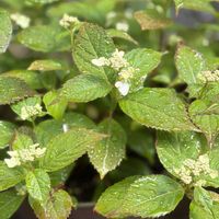 天使の雫,アジサイ てまりてまり,アジサイ てまりてまり,ヤマアジサイ✴︎,今日のお花の画像