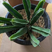 スタペリア・ギガンティア,植え替えの画像