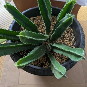 スタペリア・ギガンティア,植え替えの画像