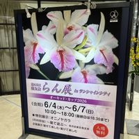 コチョウラン,胡蝶蘭,Phal.Miki Crown 'Black',Phal.Lioulin Grape (Peloric-3 lips),洋蘭の画像