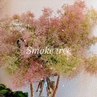 スモークツリー,可愛い,癒し,花のある暮らし,ドライloveの画像